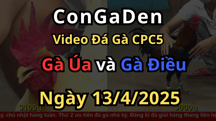 Bồ C5 chấn động với trận gà siêu ảo diệu CPC5 13/4/2025