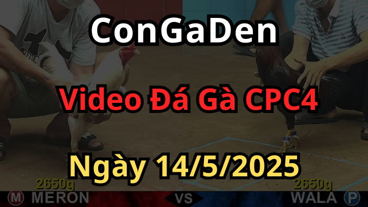 Full clip đá gà cpc4 ngày 14/5/2025 phát lại trực tiếp